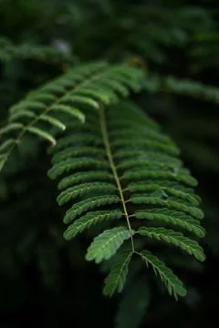 Large tropical leaves close-up pattern Stock Photos