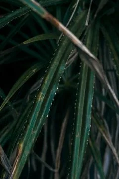 Large tropical leaves close-up pattern Stock Photos