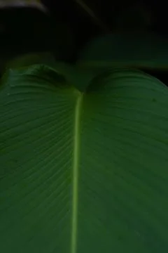 Large tropical leaves close-up pattern Stock Photos