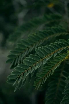 Large tropical leaves close-up pattern Stock Photos