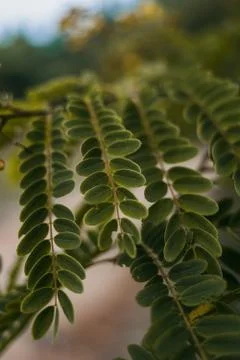 Large tropical leaves close-up pattern Stock Photos