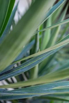 Large tropical leaves close-up pattern Stock Photos