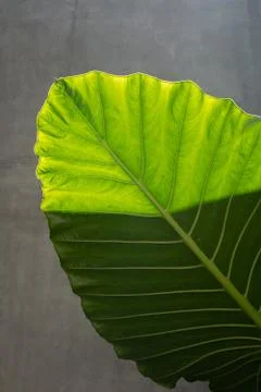 Large tropical leaves close-up pattern Stock Photos