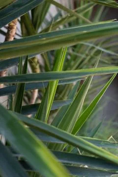 Large tropical leaves close-up pattern Stock Photos