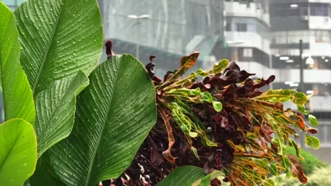 Large Tropical Leaves with Raindrops and Urban Building Background 스톡 동영상 343476941