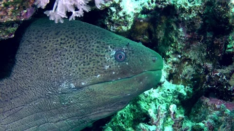 Large Tropical moray on the seabed. Stock Footage 178446032