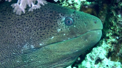 Large Tropical moray on the seabed. Stock Footage 221758845