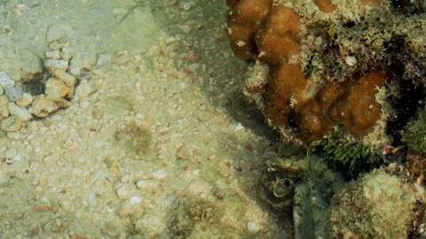 Large Tropical Octopus Sheltering Beneath Rocky Reef Formation Stockbeeldmateriaal 339383652