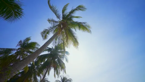A Large Tropical Palms Tree With Leaves Swaying in The Wind Against a Blue Sky Stock Footage 270298437