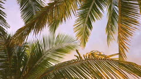 A Large Tropical Palms Tree With Leaves Swaying in The Wind Against a Sky Stock-Footage 312861820