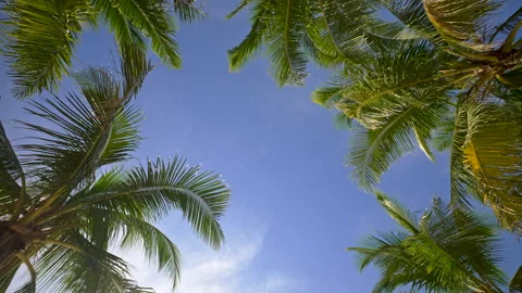 A Large Tropical Palms Tree With Leaves Swaying in The Wind Against a Blue Sky Stock Footage 329611463
