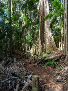 Large tropical rainforest tree trunk walking track and palm trees Stockfoto's