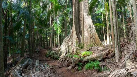 Large tropical rainforest tree trunk walking track and palm trees wide image Stock Photos