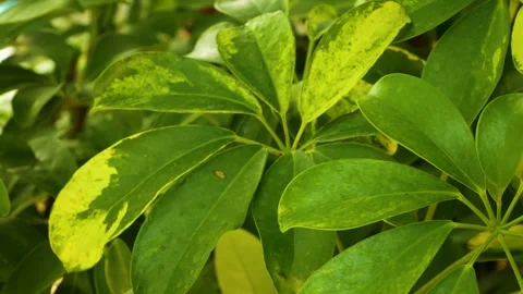 Large tropical schefflera leaves creating a lush panoramic background. 库存影片 334382825