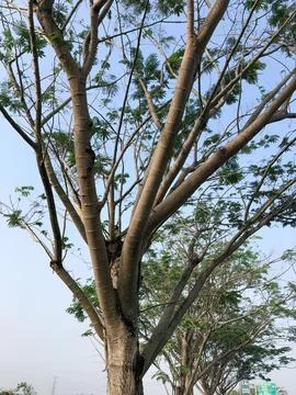 Large Tropical Shade Tree with Open Canopy Against Blue Sky Stock Photos