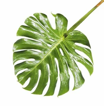 Large tropical shiny jungle leaf called Monstera, Swiss Cheese or Hurricane.. Stock Photos