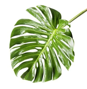 Large tropical shiny jungle leaf called Monstera, Swiss Cheese or Hurricane.. Stock Photos