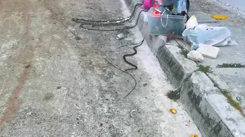 Large tropical snake crawls on road to garbage can Mexico. Stock Footage 297086583