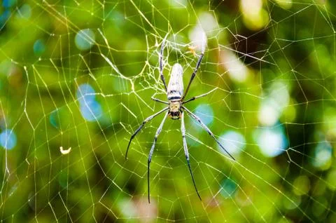 Large tropical spider in the web Stock Photos