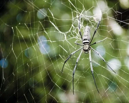 Large tropical spider in the web Stock Photos