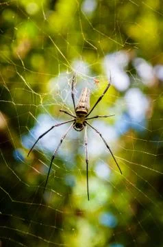 Large tropical spider in the web Stock Photos