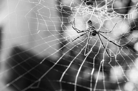 Large tropical spider in the web Stock Photos
