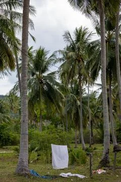 Large tropical tree and forest near Tubkaek Beach Thailand Photos