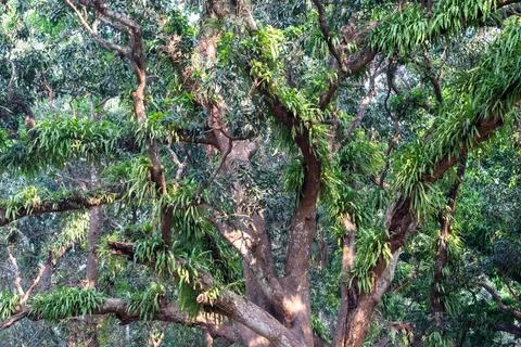 Large tropical tree branches covered with lush green ferns growing in a wil.. Photos