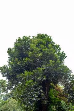 Large Tropical Tree With Dense Leaves In Public Park Stock Photos