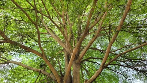 Large Tropical Tree with Lush Green Canopy Video stock 338398976
