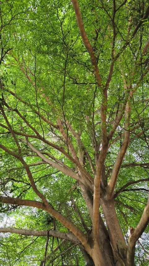 Large Tropical Tree with Lush Green Canopy Stock Footage 338398981