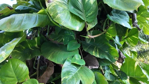A large tropical tree. A palm tree overgrown with green ivy Stock-Footage 333694290