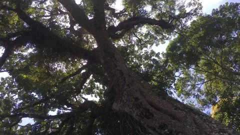 Large Tropical Tree with Spreading Branches and Lush Green Canopy Stock Footage 344881505
