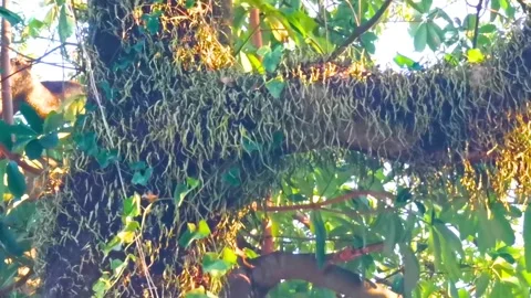 Large tropical tree at sunset with climbing plant parasite trunk. 스톡 동영상 328267184