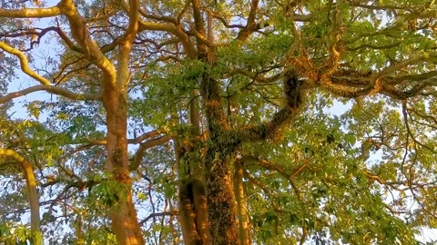 Large tropical tree at sunset with climbing plant parasite trunk. 動画素材 328267189