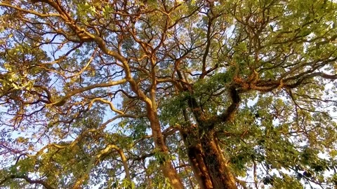 Large tropical tree at sunset with climbing plant parasite trunk. 動画素材 328267195