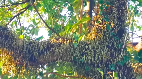 Large tropical tree at sunset with climbing plant parasite trunk. Video stock 328267196