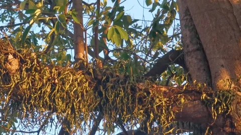 Large tropical tree at sunset with climbing plant parasite trunk. 動画素材 328267198
