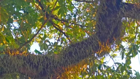 Large tropical tree at sunset with climbing plant parasite trunk. 스톡 동영상 328267203