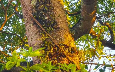 Large tropical tree at sunset with climbing plant parasite trunk. 写真素材