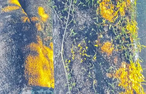 Large tropical tree at sunset with climbing plant parasite trunk. Stock Photos