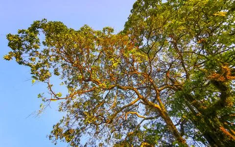 Large tropical tree at sunset with climbing plant parasite trunk. Stockfoto's