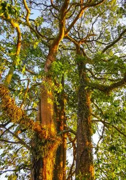 Large tropical tree at sunset with climbing plant parasite trunk. Stock Photos