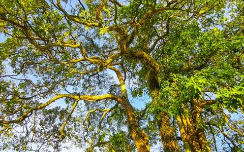 Large tropical tree at sunset with climbing plant parasite trunk. 写真素材