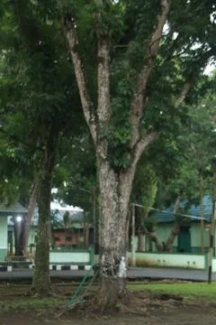 Large Tropical Tree with Support Pole in Front of Green Building Foto stock