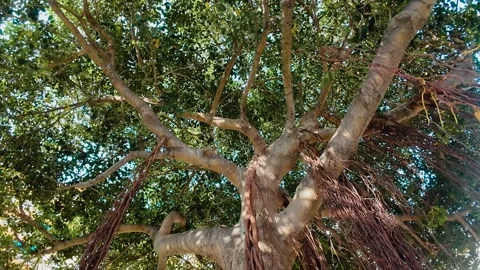 Large tropical tree with thick branches, green canopy and hanging aerial roots Stock Footage 341952628