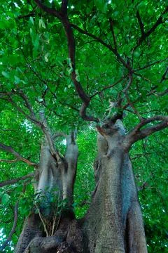 Large tropical trees with dense green canopy Stock Photos
