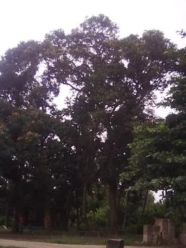 Large Tropical Trees in Forest Under Cloudy Sky 4K` 스톡 사진