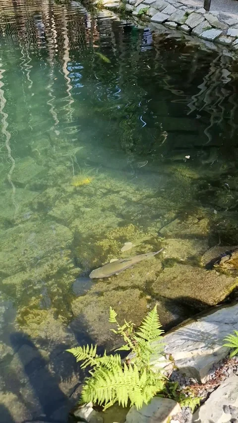 Large Trout Fish in Clear Stream Water Stock-Footage 318353349