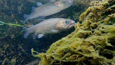 Large trout fish hiding Stock Footage 270501784